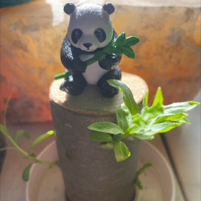 Photo of the plant species Brazilwood by @ILoveMyPlants named Woody on Greg, the plant care app