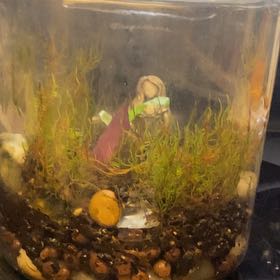 Plant care for Mayaca on Greg, the plant care app