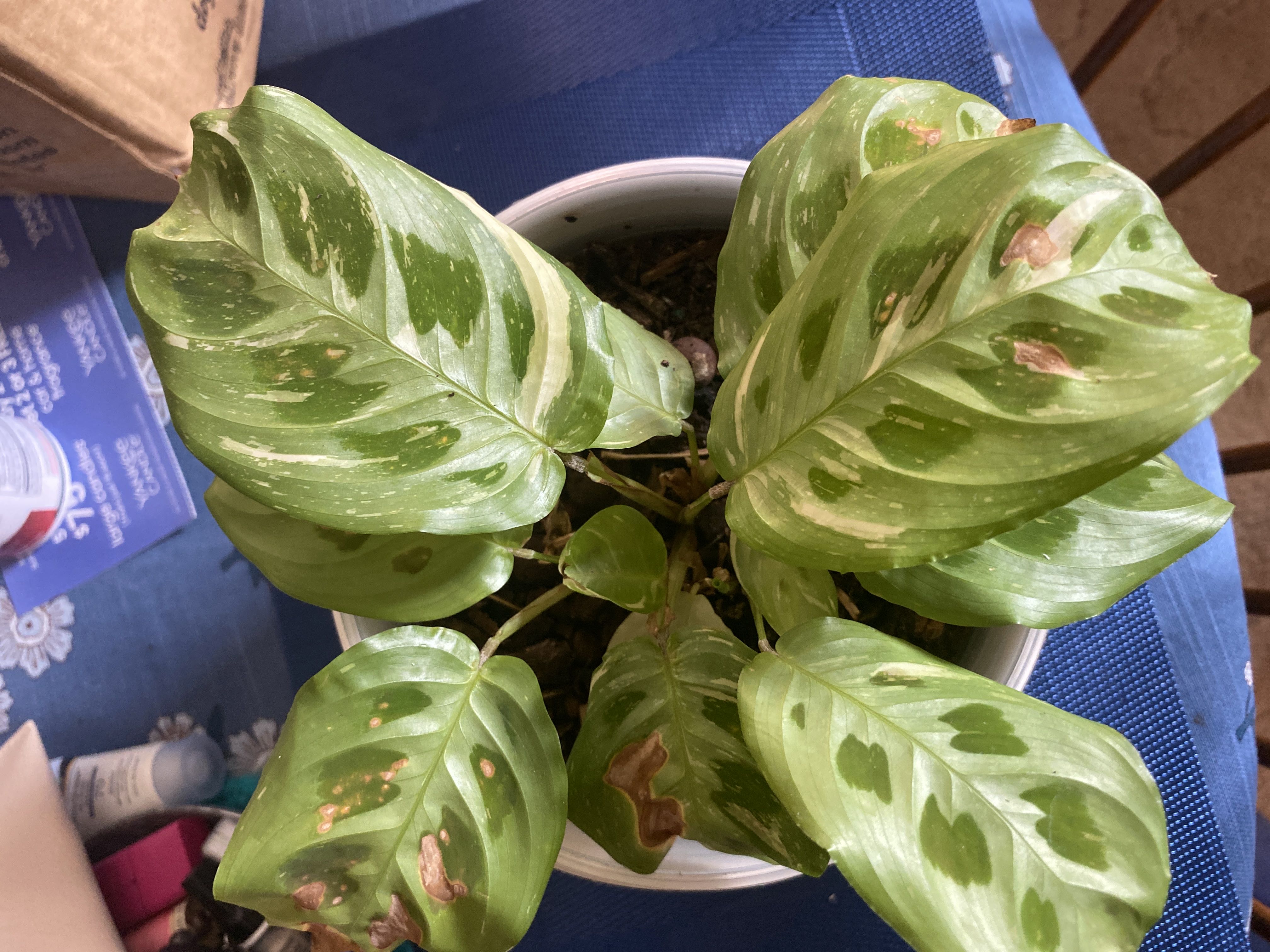 Photo from the post