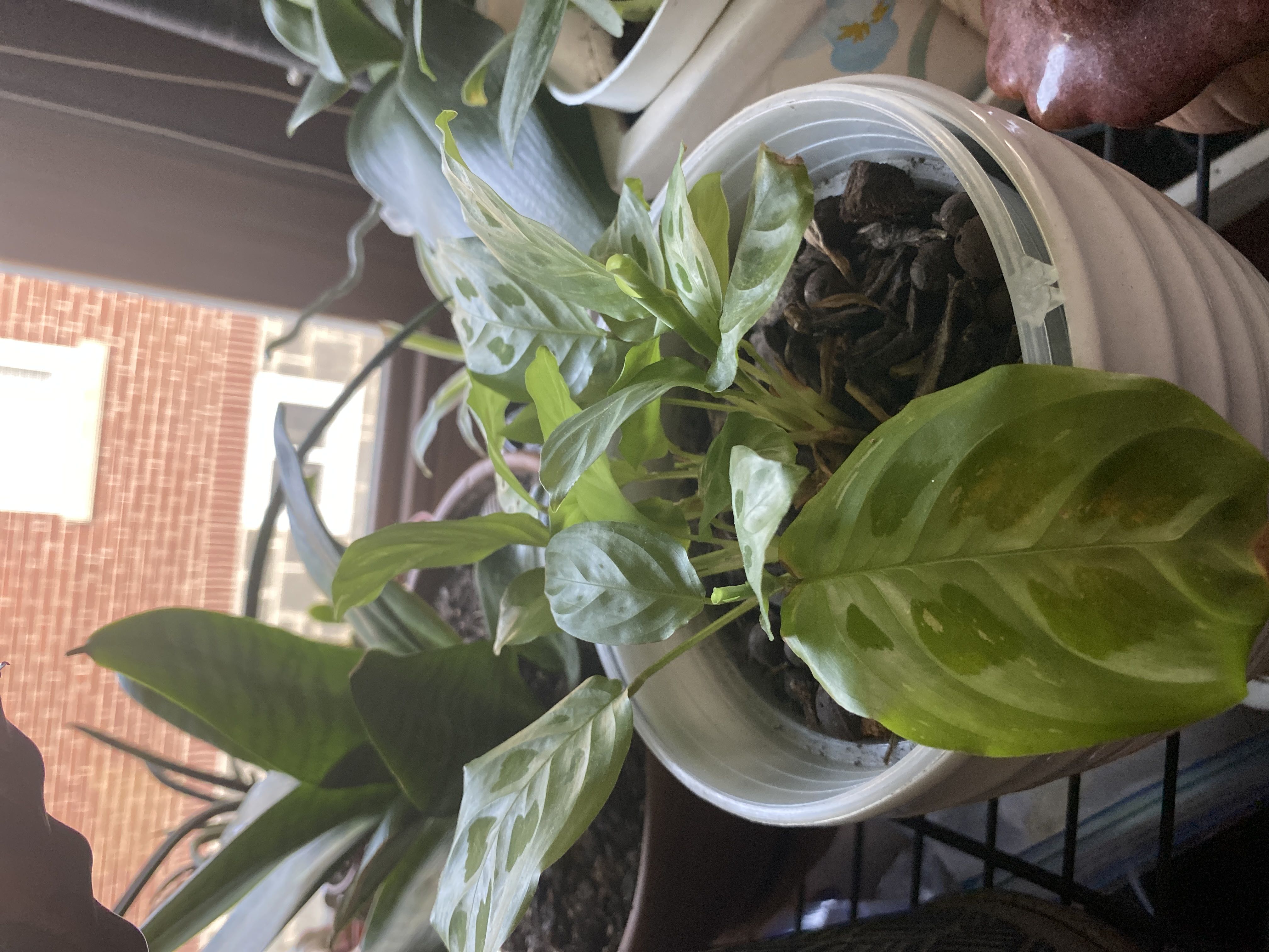 Photo from the post