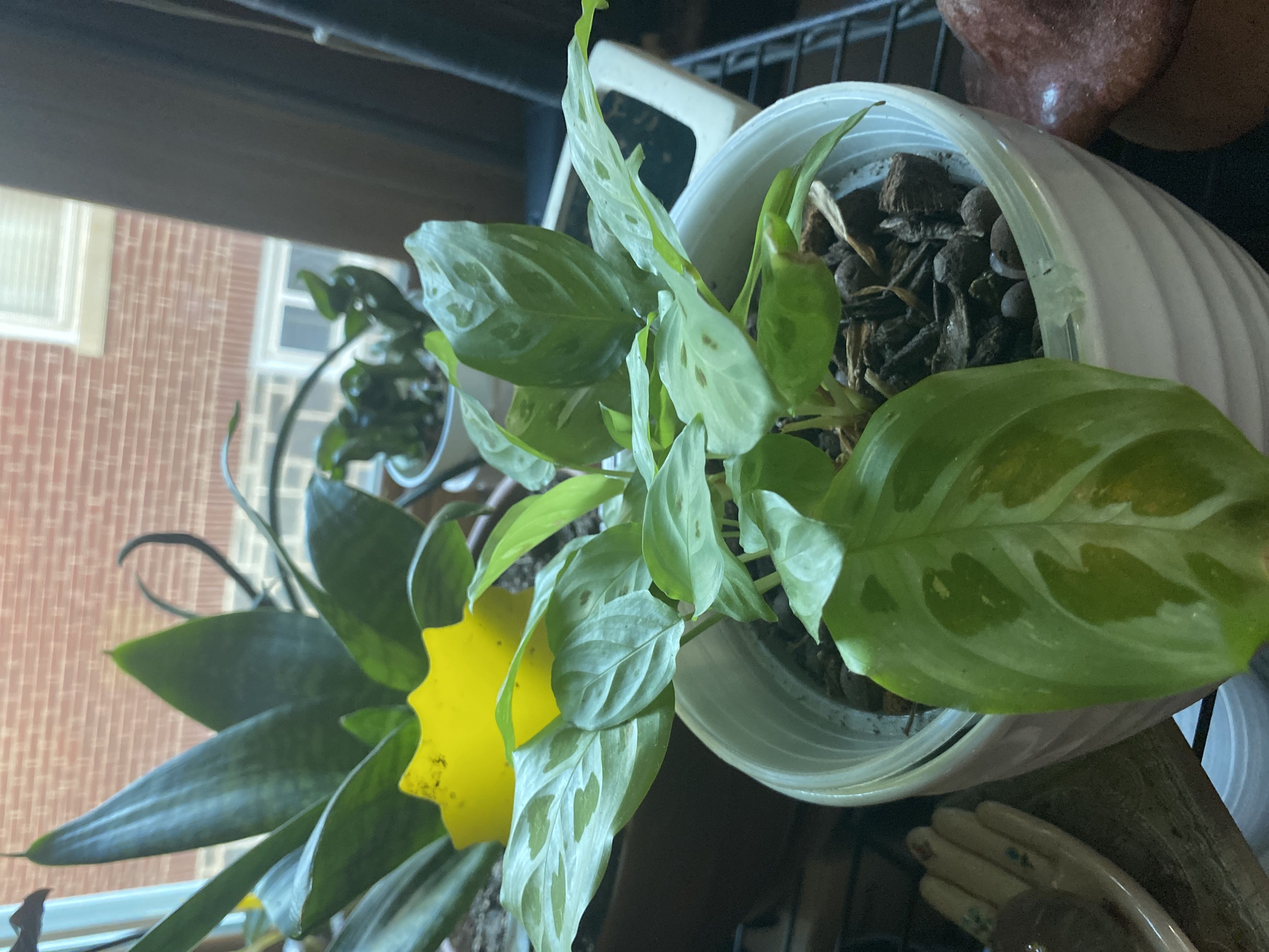 Photo from the post