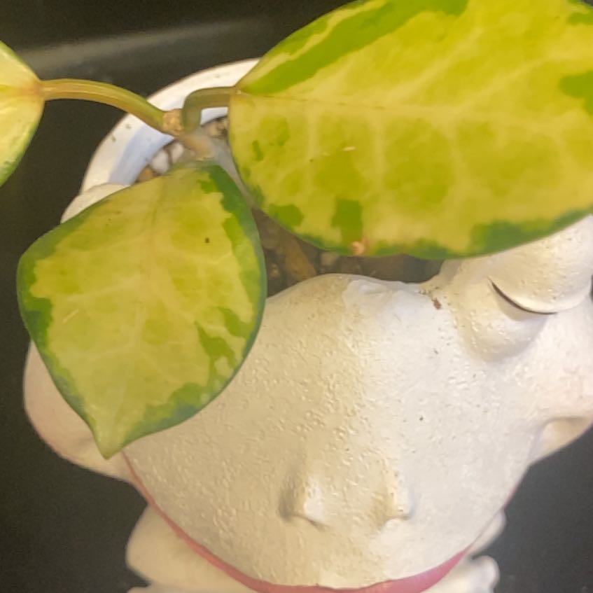 Photo of the plant species Pink Princess Hoya by @ILoveMyPlants named Pipa on Greg, the plant care app
