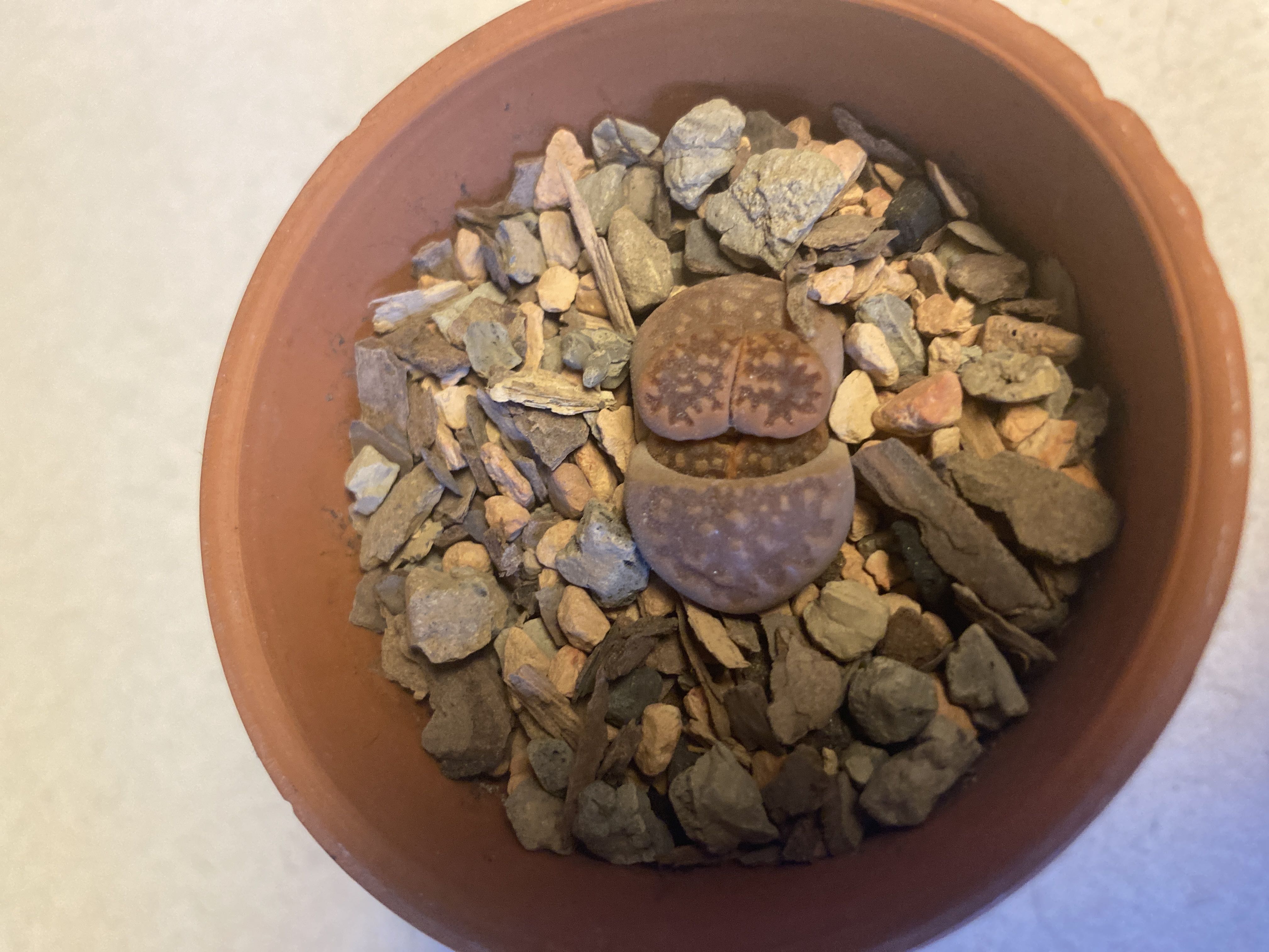 Photo from the post