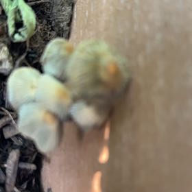 Photo of the plant species Golden Evergreen Raspberry by @PerkyCineraria named Cleopatra on Greg, the plant care app