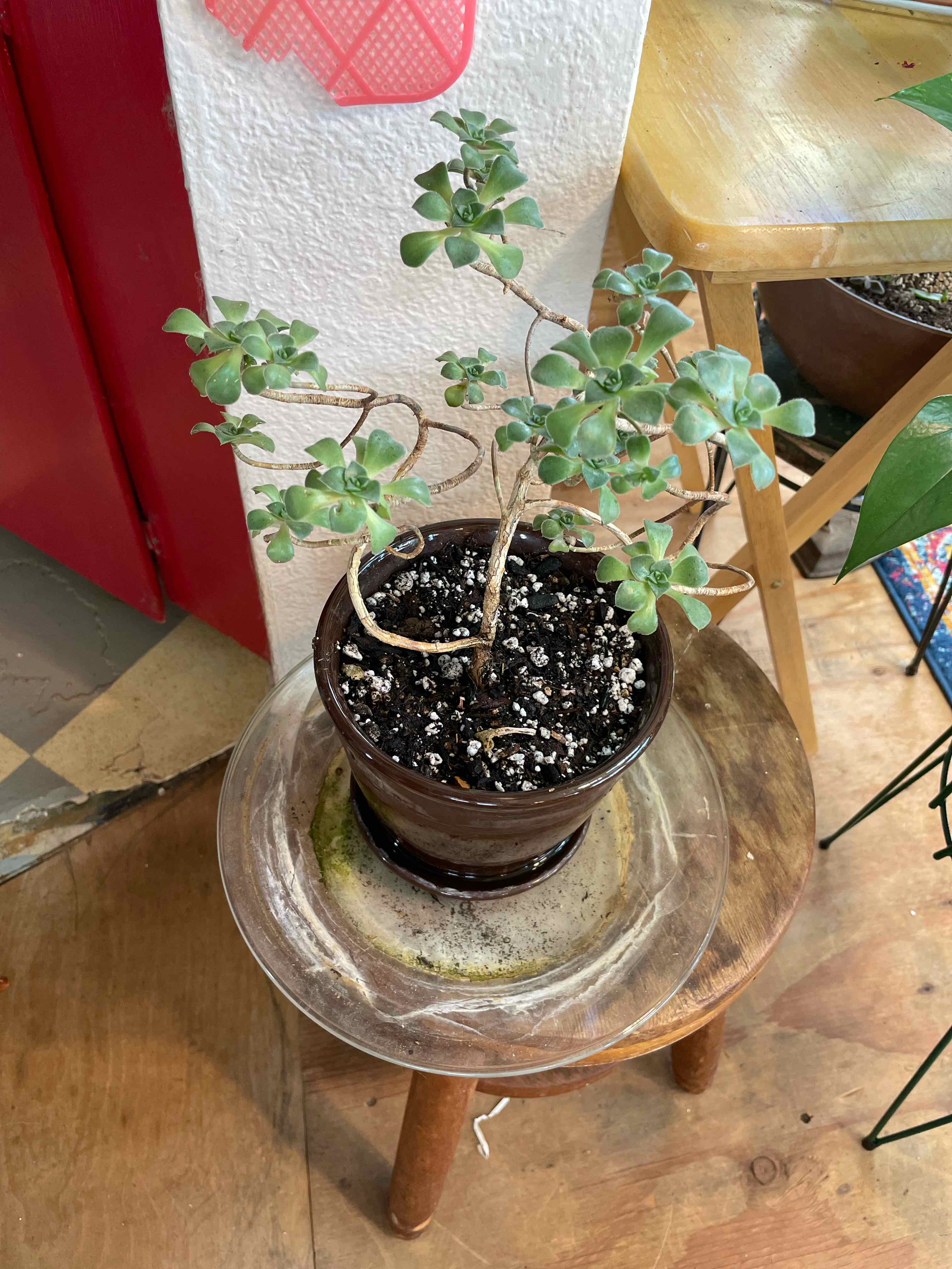 Potted Palmer's Sedum plant with green, fleshy leaves on a wooden stool.