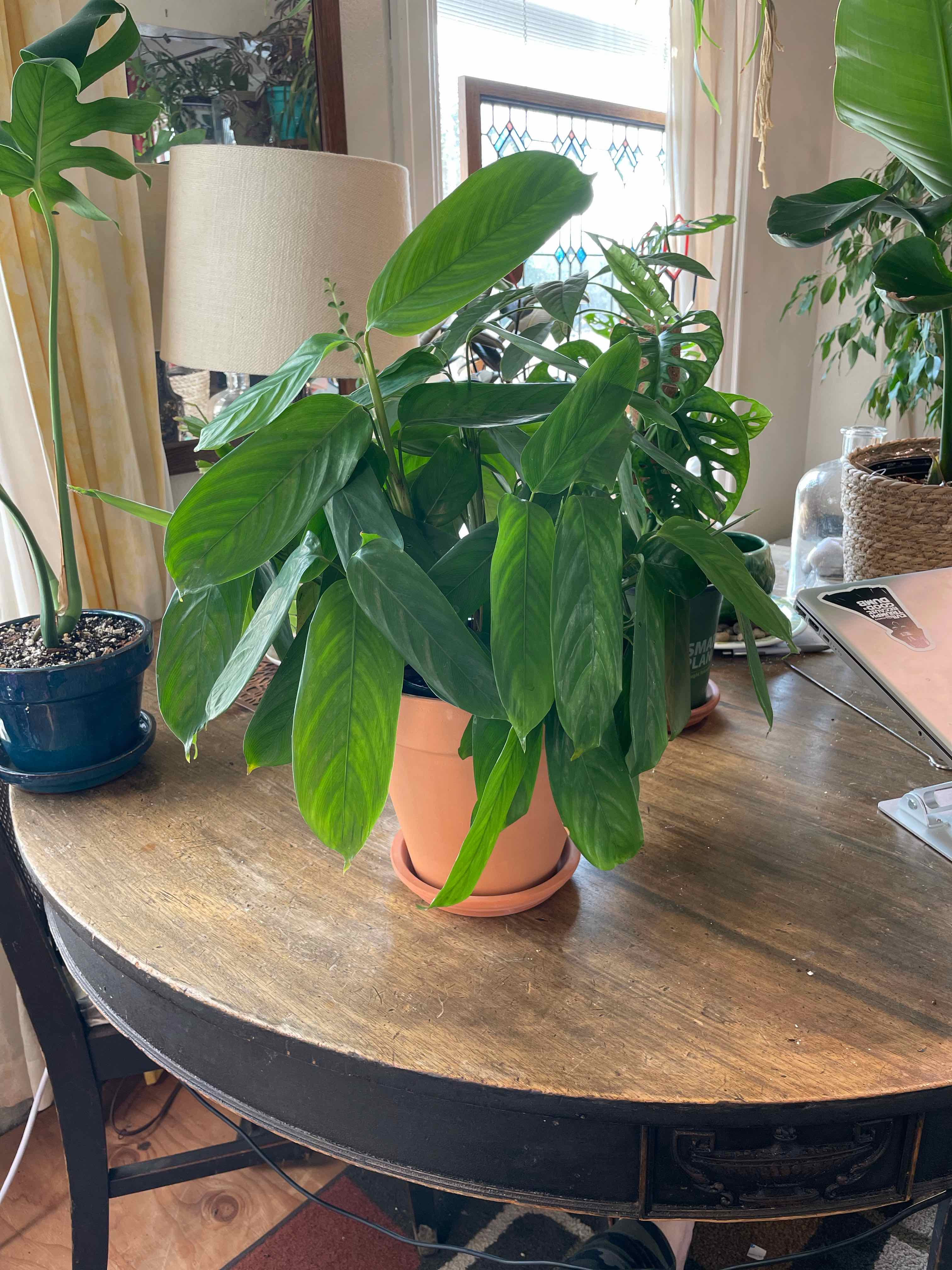 Plant care for Calathea Corona on Greg, the plant care app