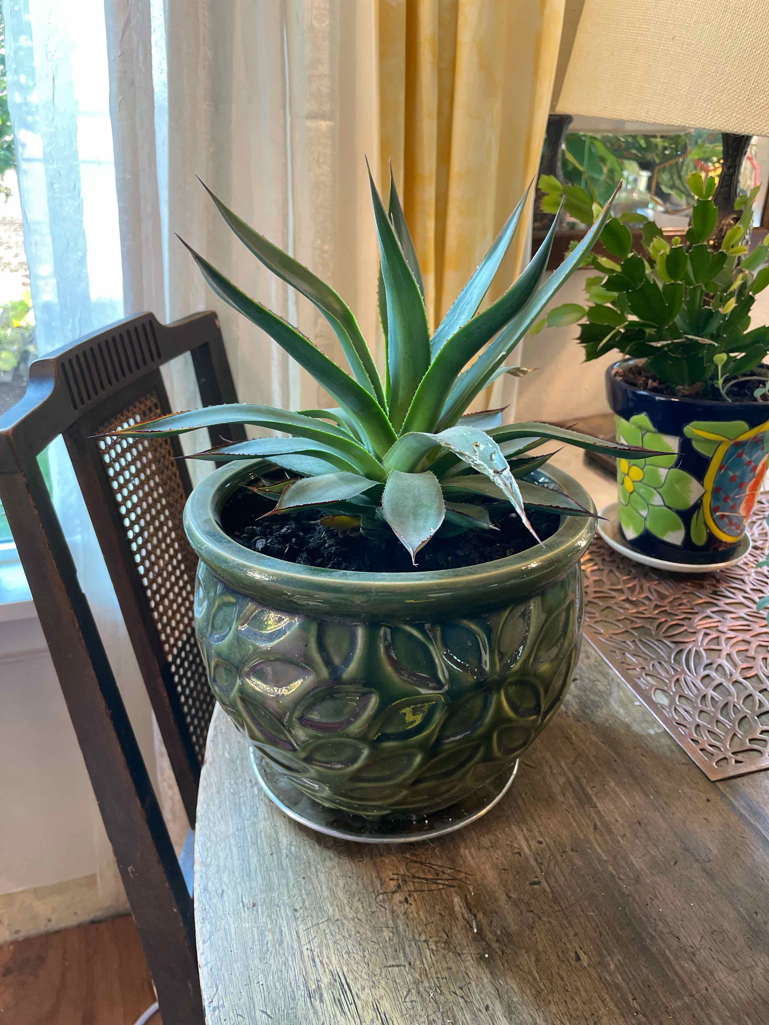 Potted Agave 'Blue Glow' plant on a wooden table, appears healthy.