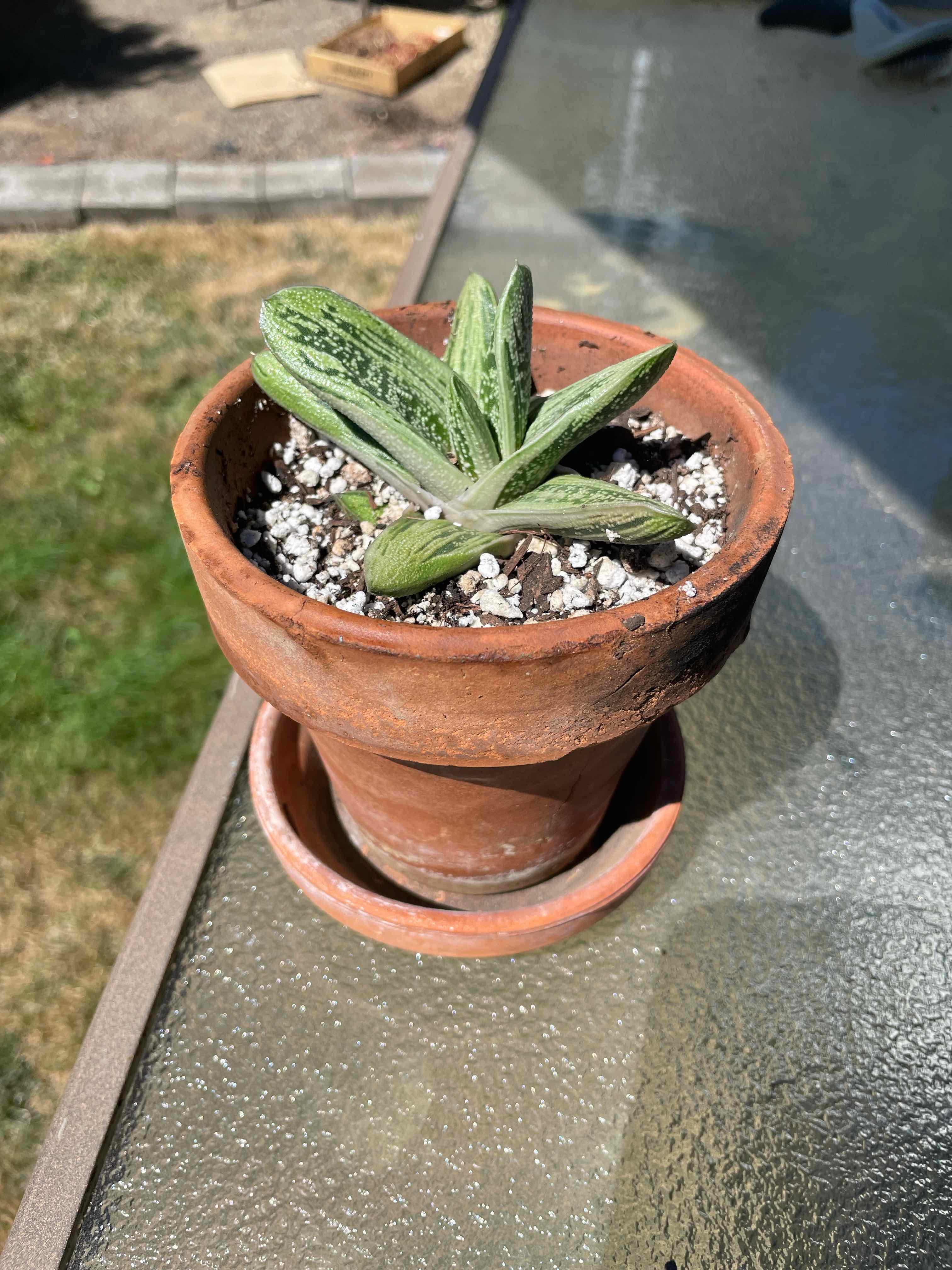 Gasteria 'Little Warty' plant in a terracotta pot on a glass table.