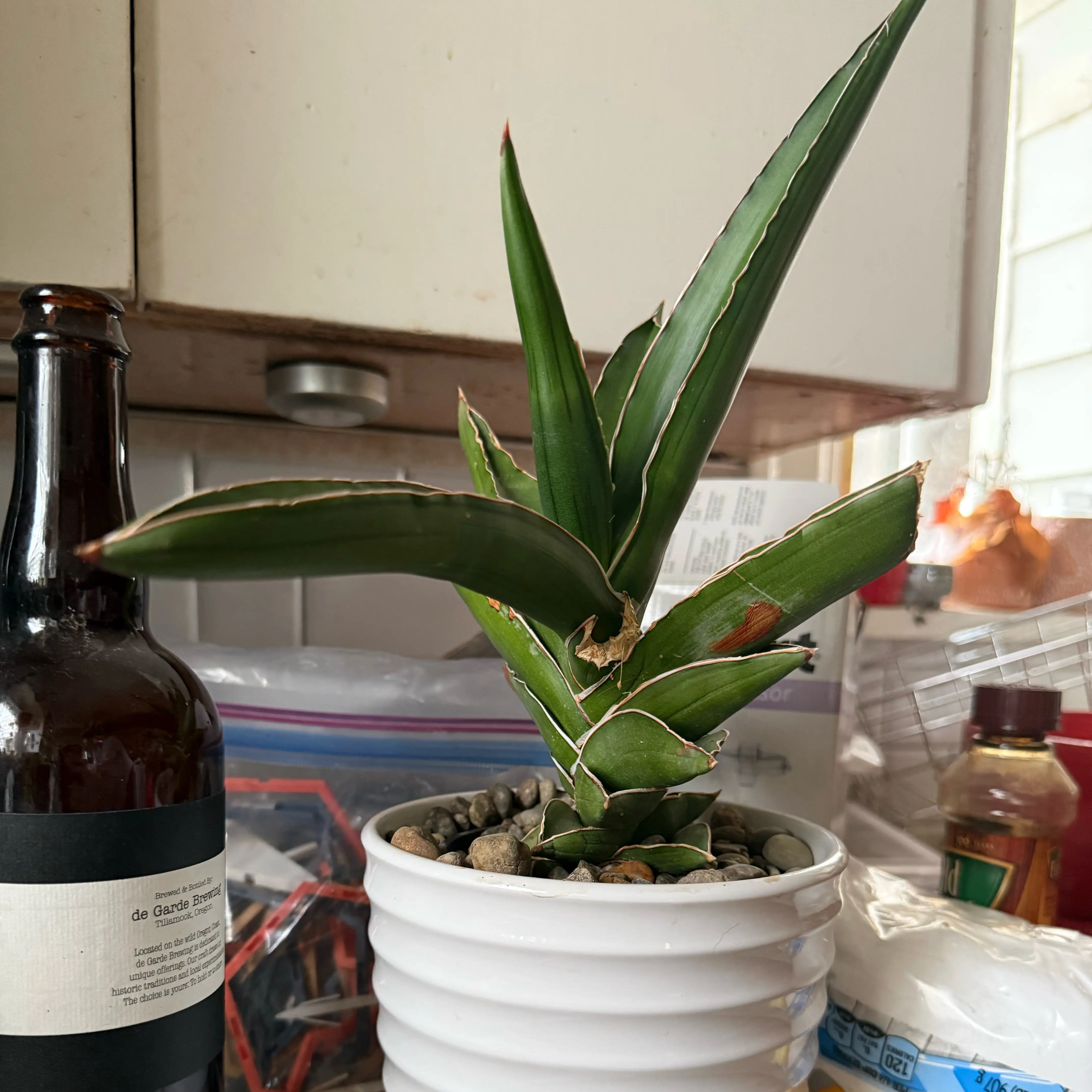 Photo of the plant species Samurai Dwarf Snake Plant by @Mcgriddlepants named Sigmund on Greg, the plant care app