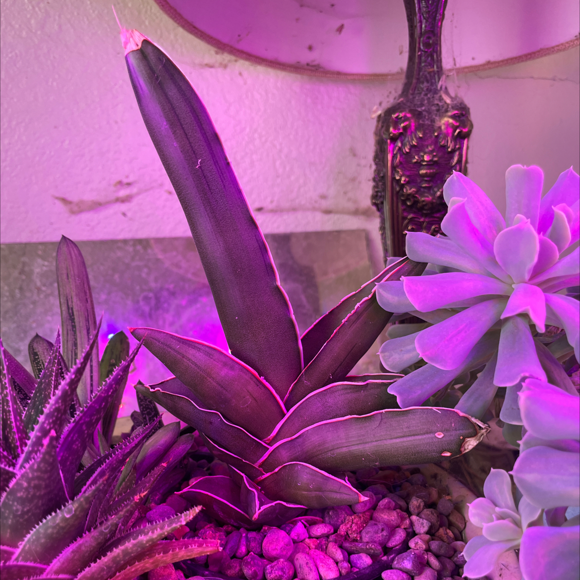 Samurai Dwarf Snake Plant surrounded by other succulents under purple lighting.