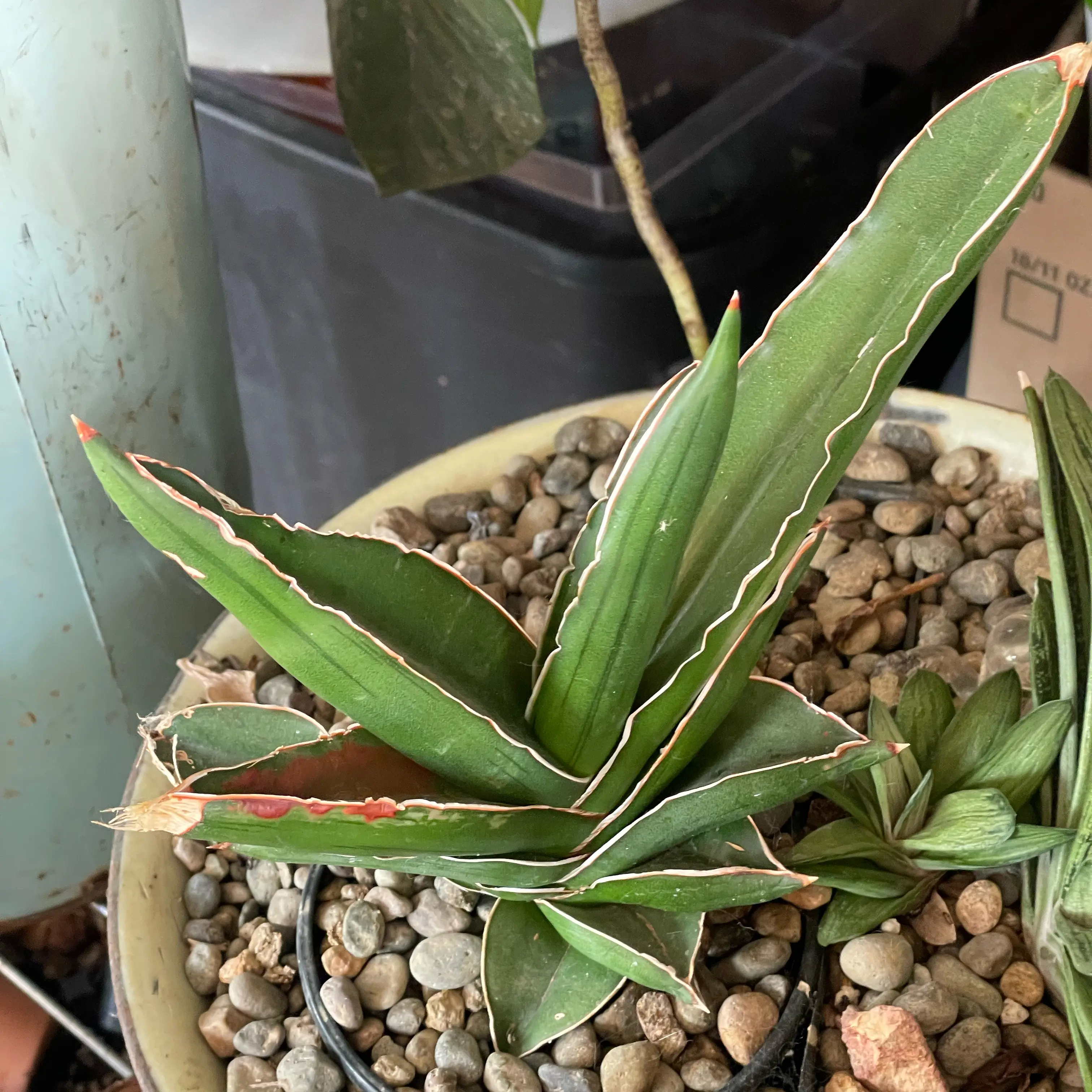Photo of the plant species Samurai Dwarf Snake Plant by @Mcgriddlepants named Sigmund on Greg, the plant care app