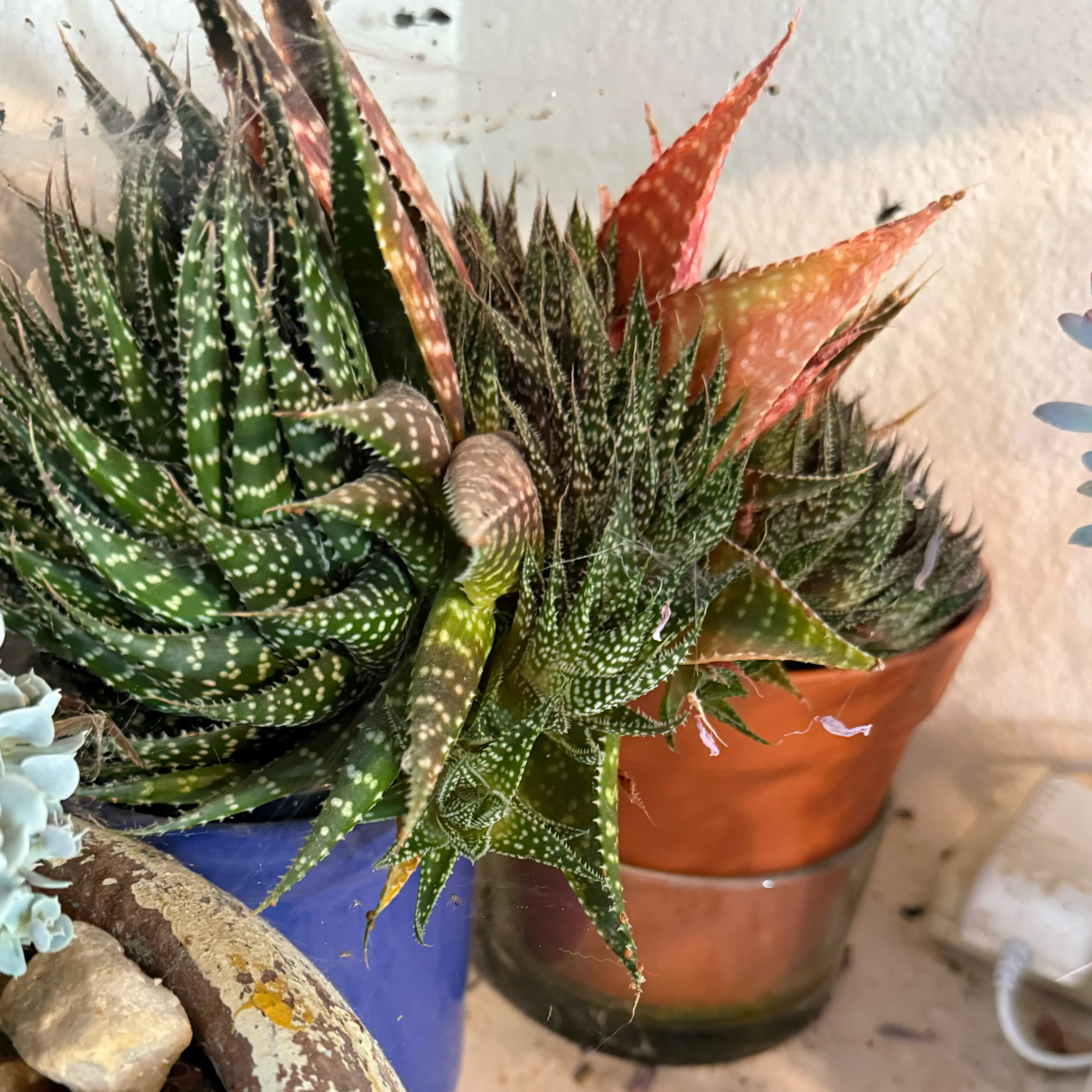 Photo of the plant species Narrow-leaved Haworthia by @Mcgriddlepants named Haworthia on Greg, the plant care app
