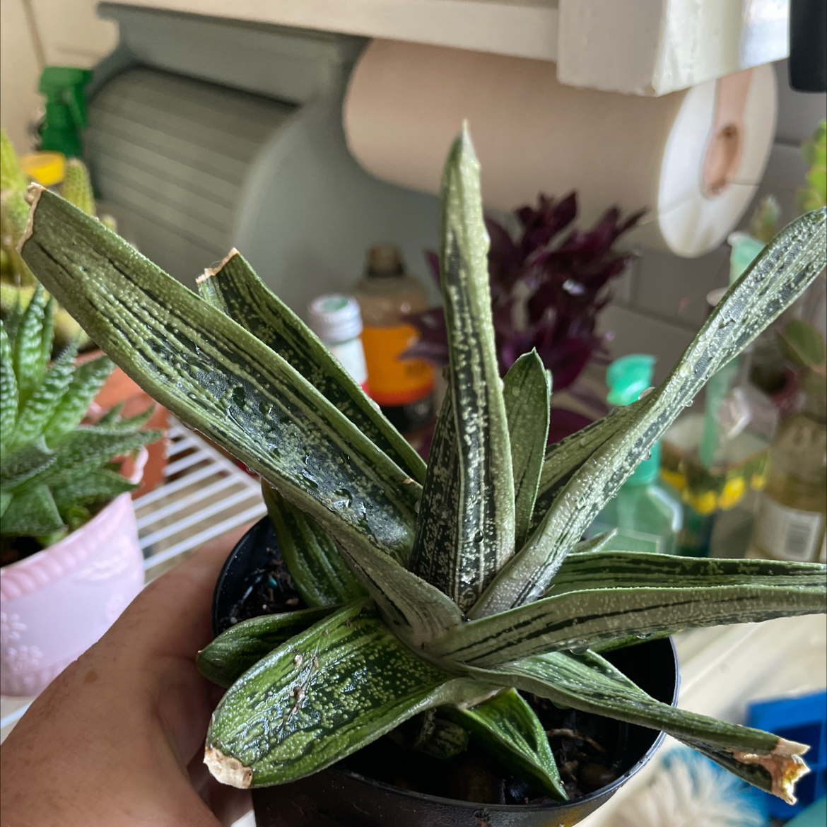 Photo of the plant species Gasteria 'Little Warty' by @Mcgriddlepants named Peruvian Old Woman on Greg, the plant care app