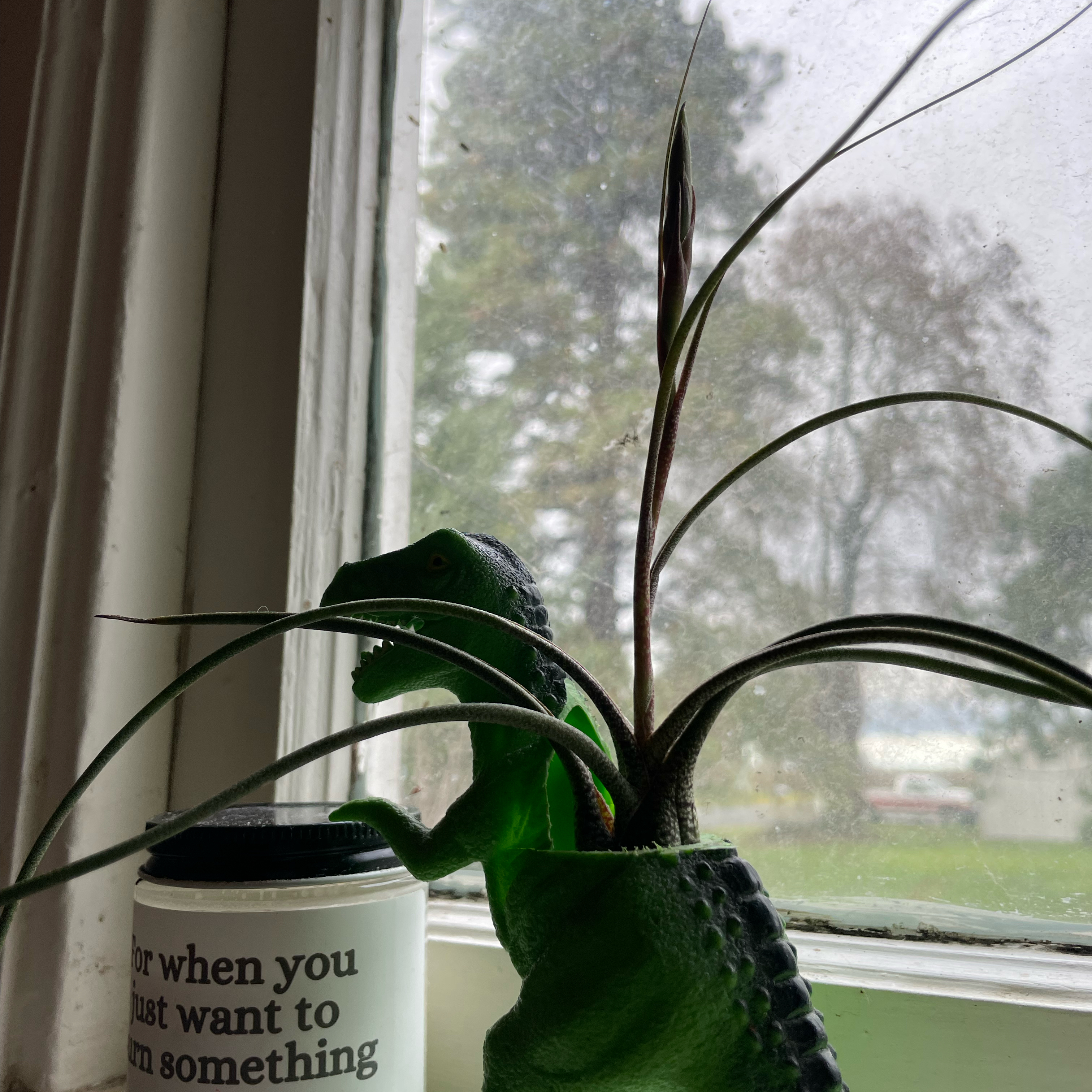 Tillandsia butzii plant in a dinosaur-shaped container by a window.