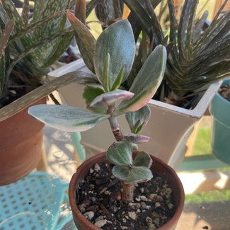 Variegated Jade Plant plant in Somewhere on Earth