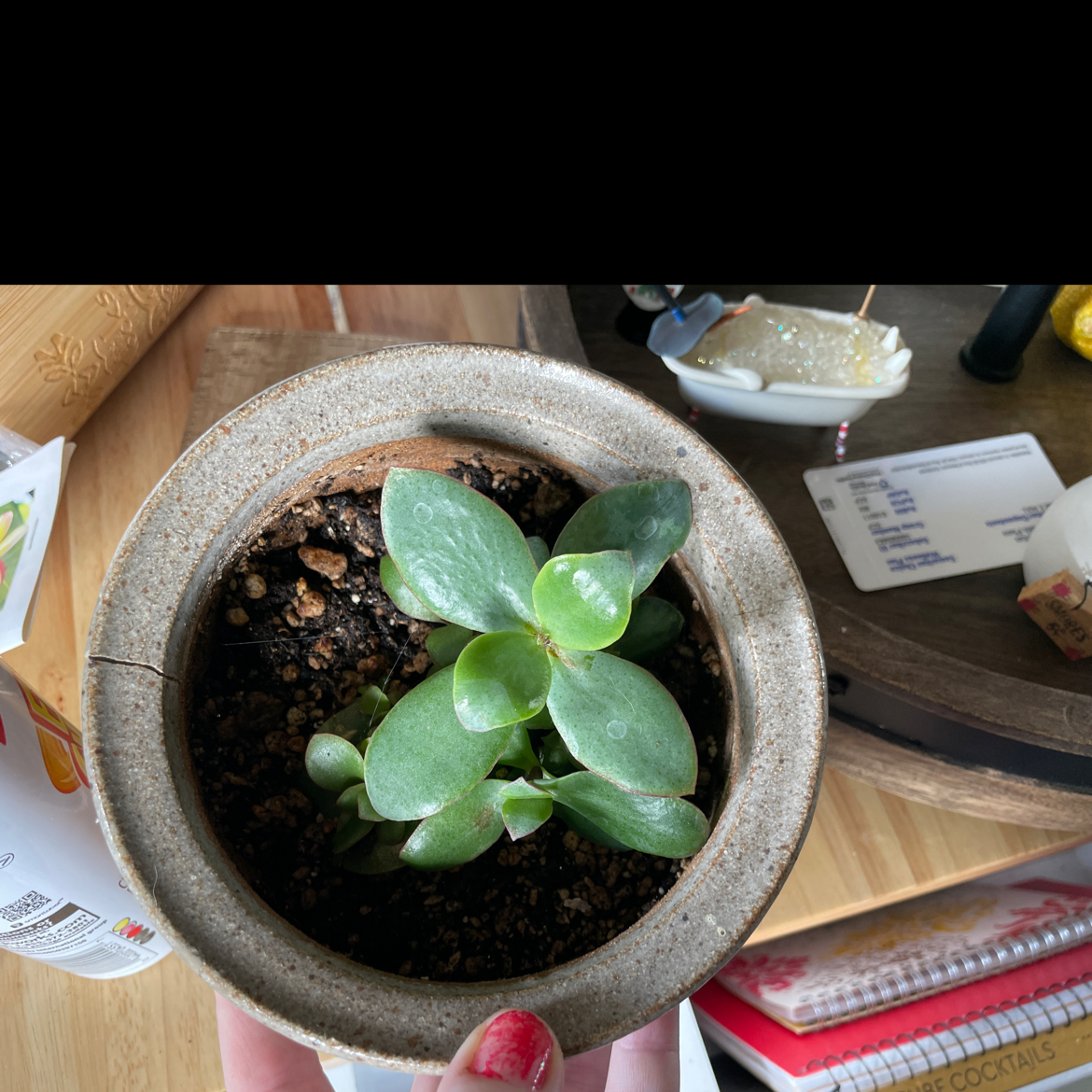 A potted Propeller Plant held by a hand, with visible soil and no signs of distress.