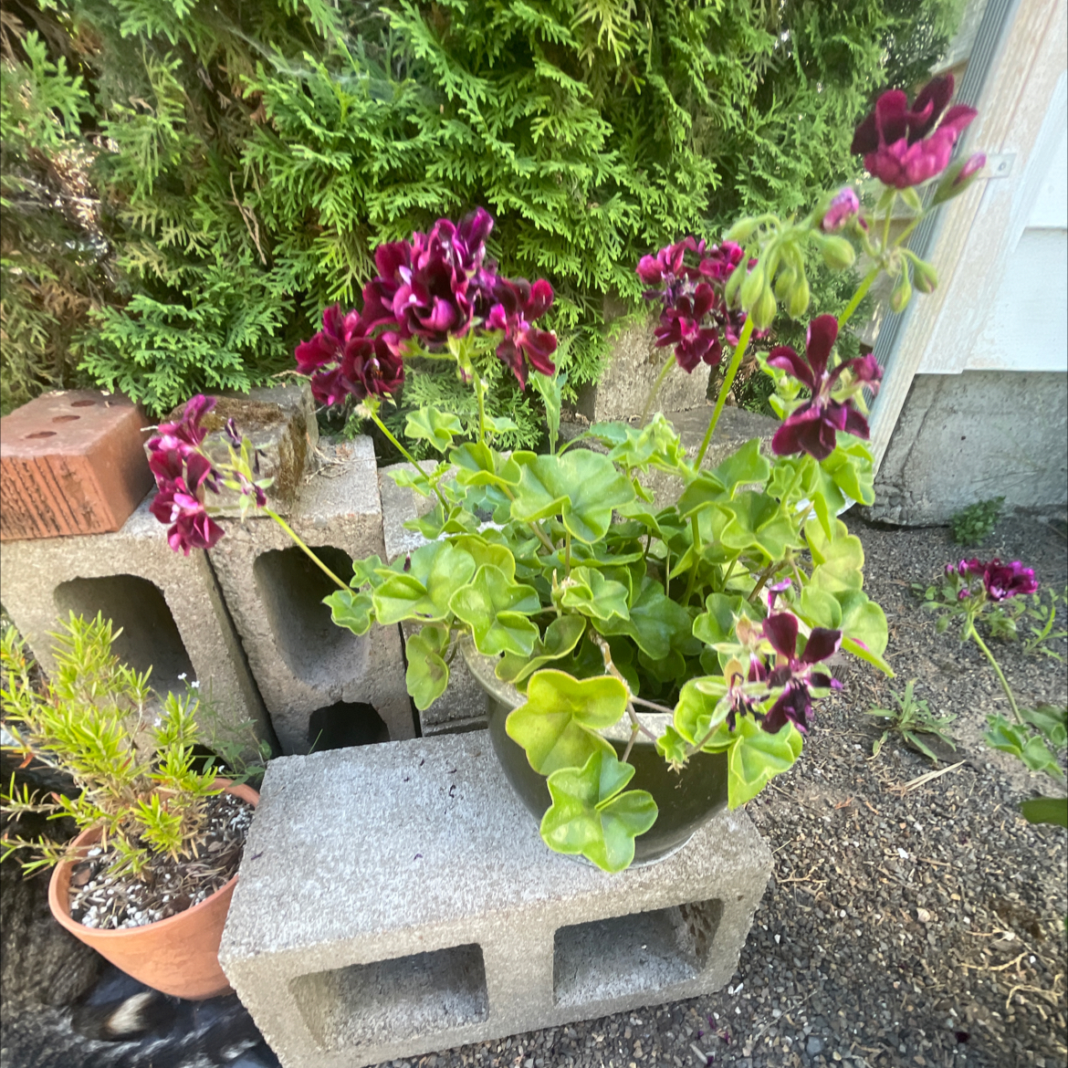 Potted Ivy Geranium with vibrant purple flowers, surrounded by other plants and concrete blocks.