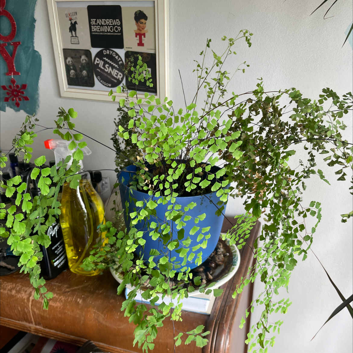 Pacific Maidenhair Fern in a blue pot on a wooden surface with household items in the background.