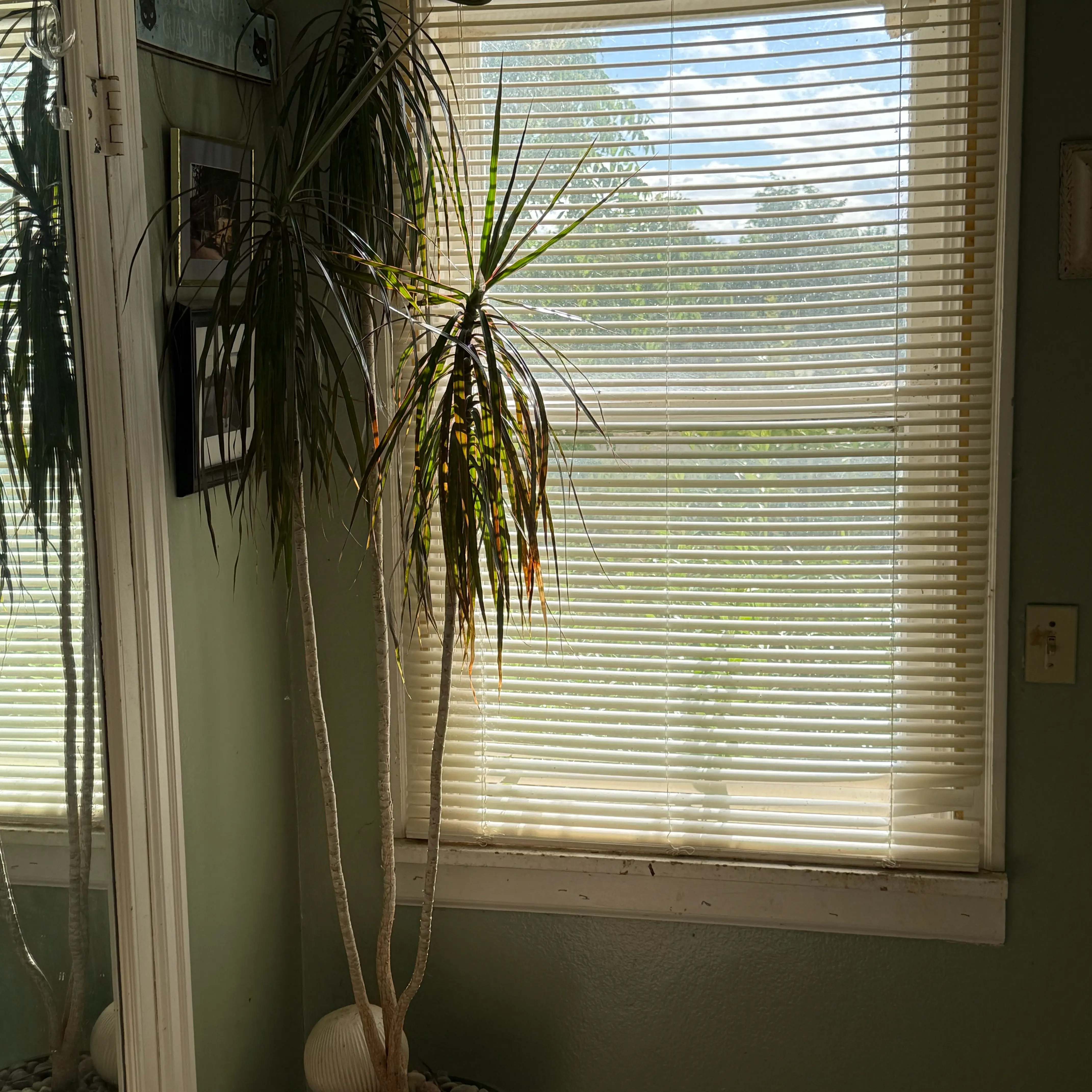 Dragon Tree plant photo by @Mcgriddlepants named Morgan Treeman on Greg, the plant care app.