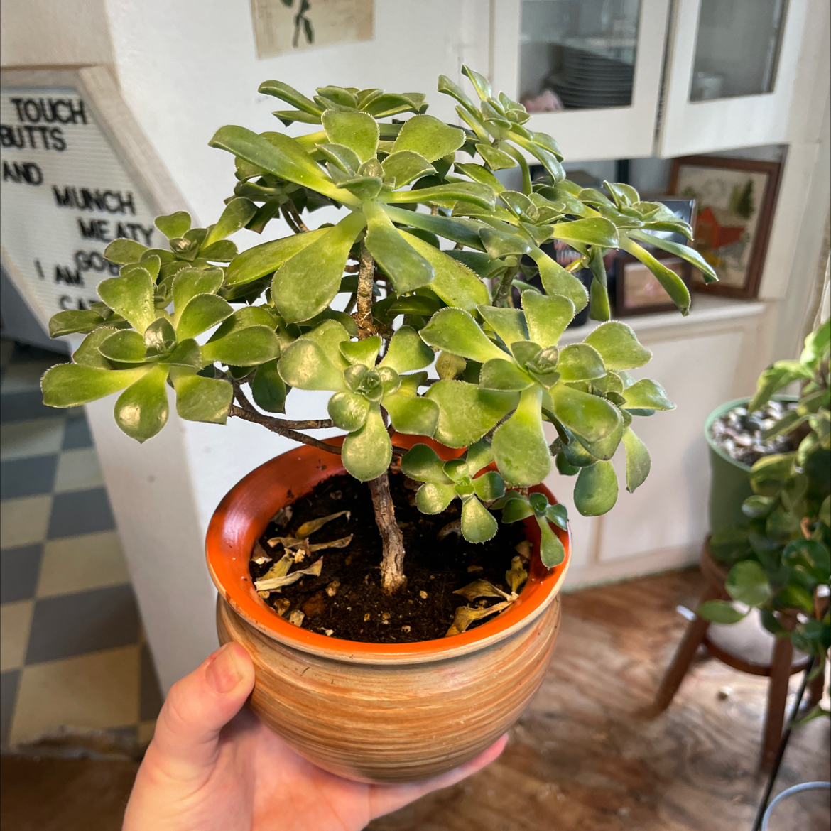 Potted Palmer's Sedum plant held by a hand, with visible soil and green leaves.