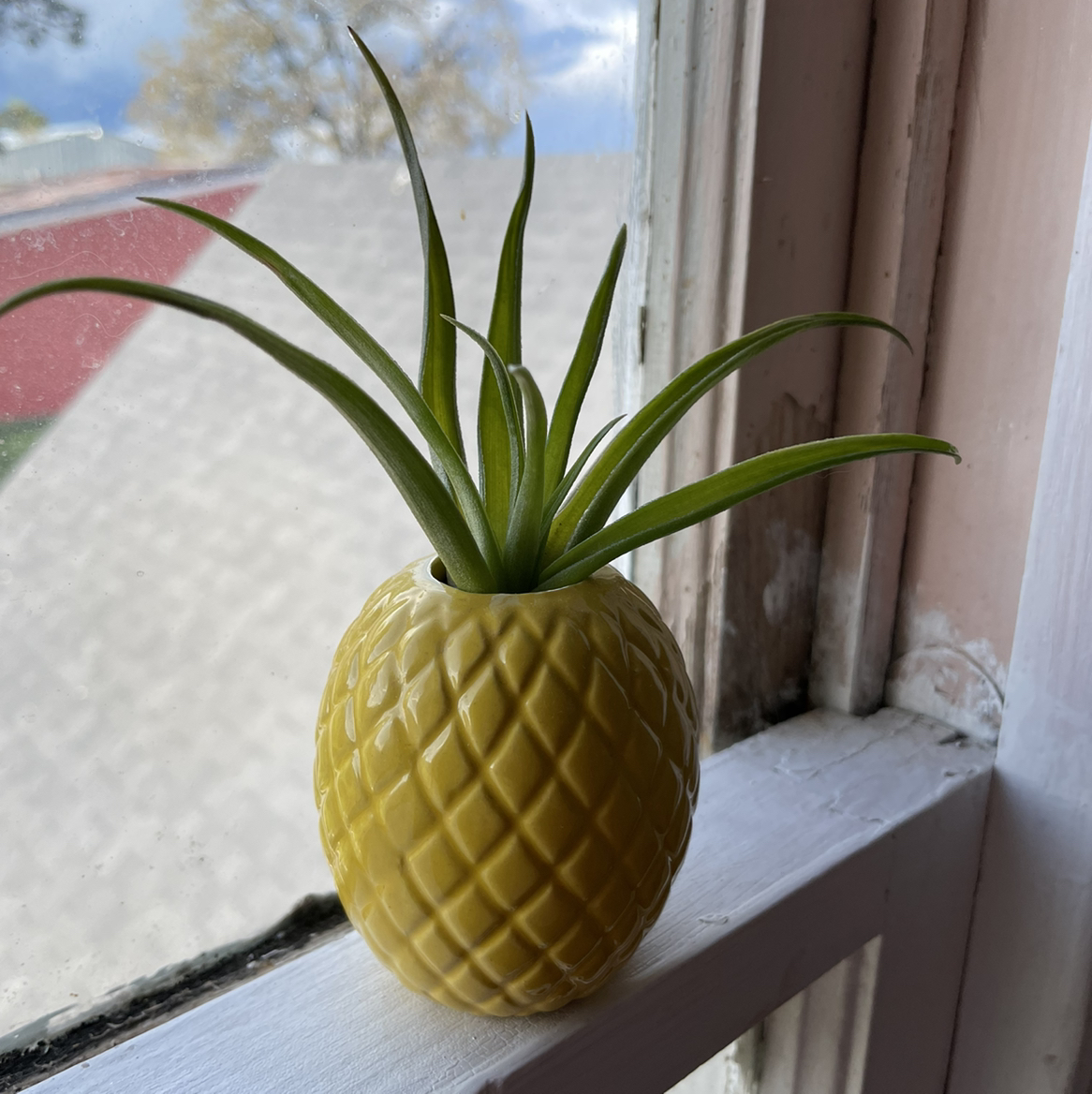 Brachycaulos Green Air Plant in a yellow, pineapple-shaped pot on a windowsill.