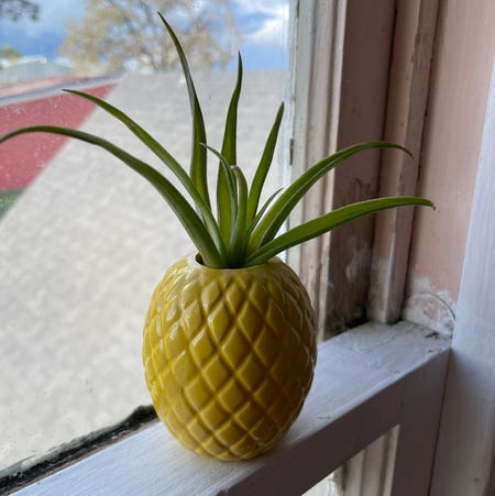 Photo of the plant species Brachycaulos Green Air Plant by @Mcgriddlepants named Pineapple on Greg, the plant care app