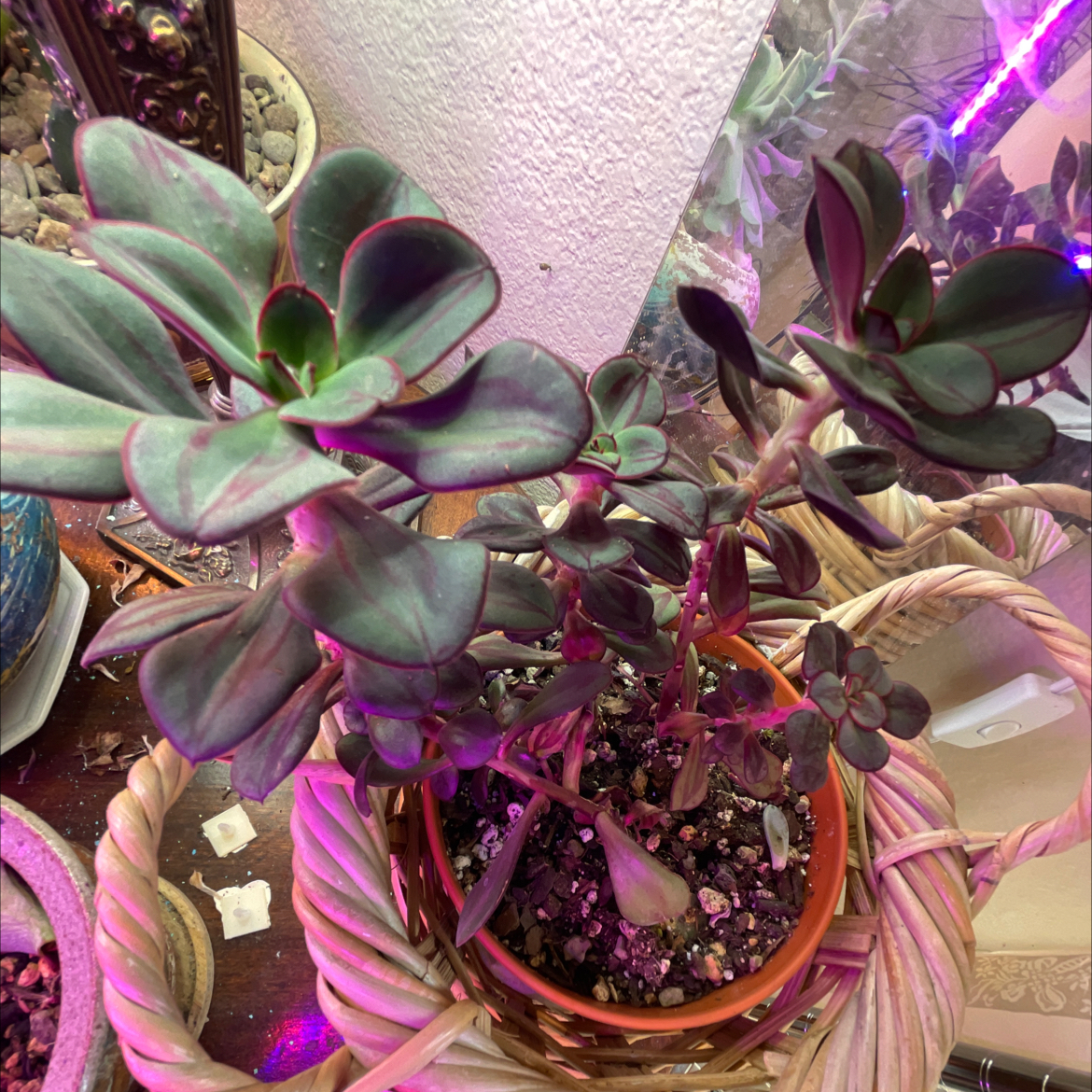 Painted Echeveria plant in a pot with visible soil, well-framed and healthy.