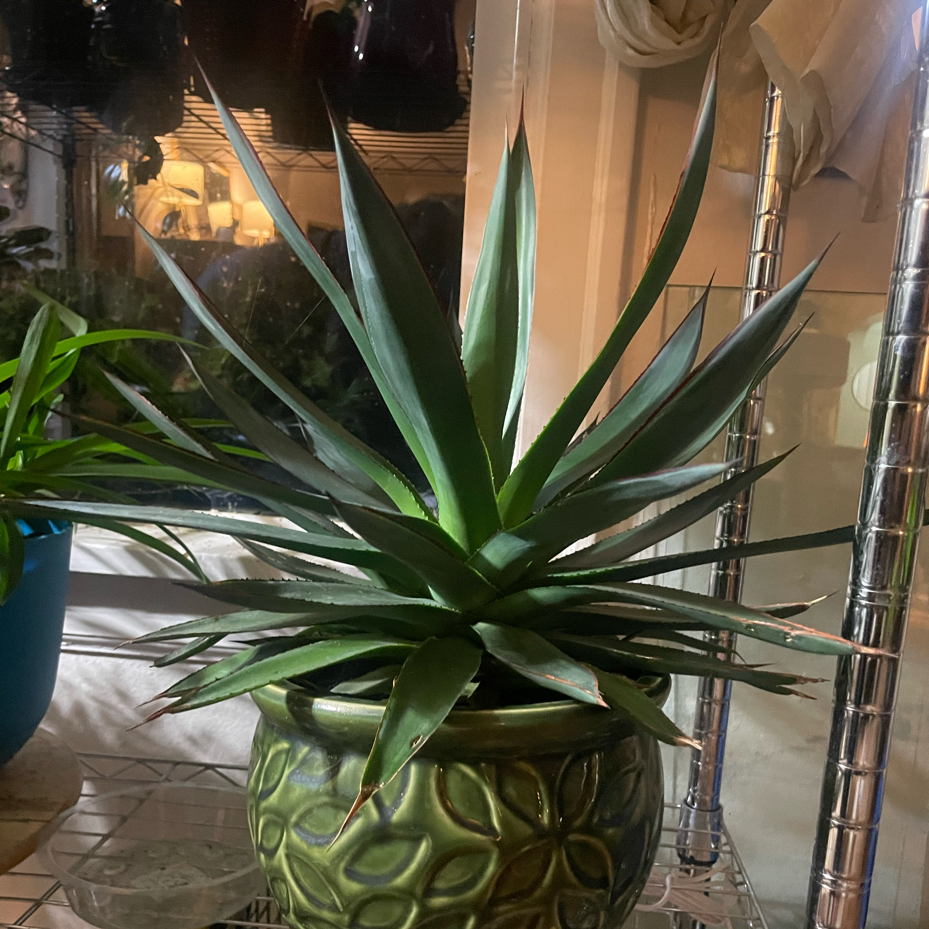 Agave 'Blue Glow' plant in a decorative pot, well-maintained and healthy.