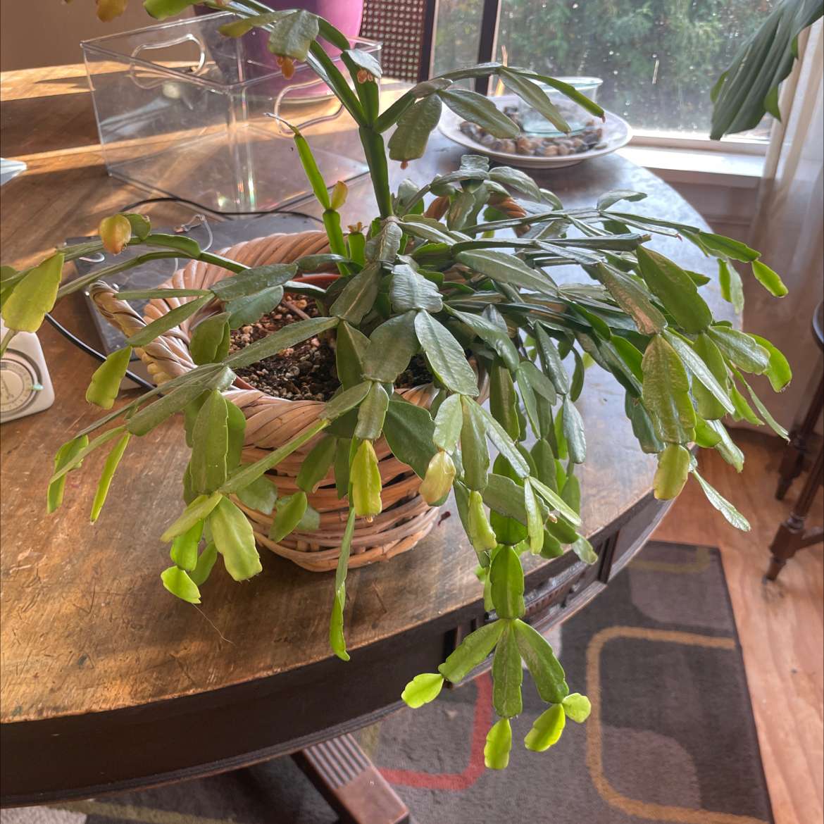 true Christmas Cactus in a wicker basket on a wooden table, with green leaves and some buds.