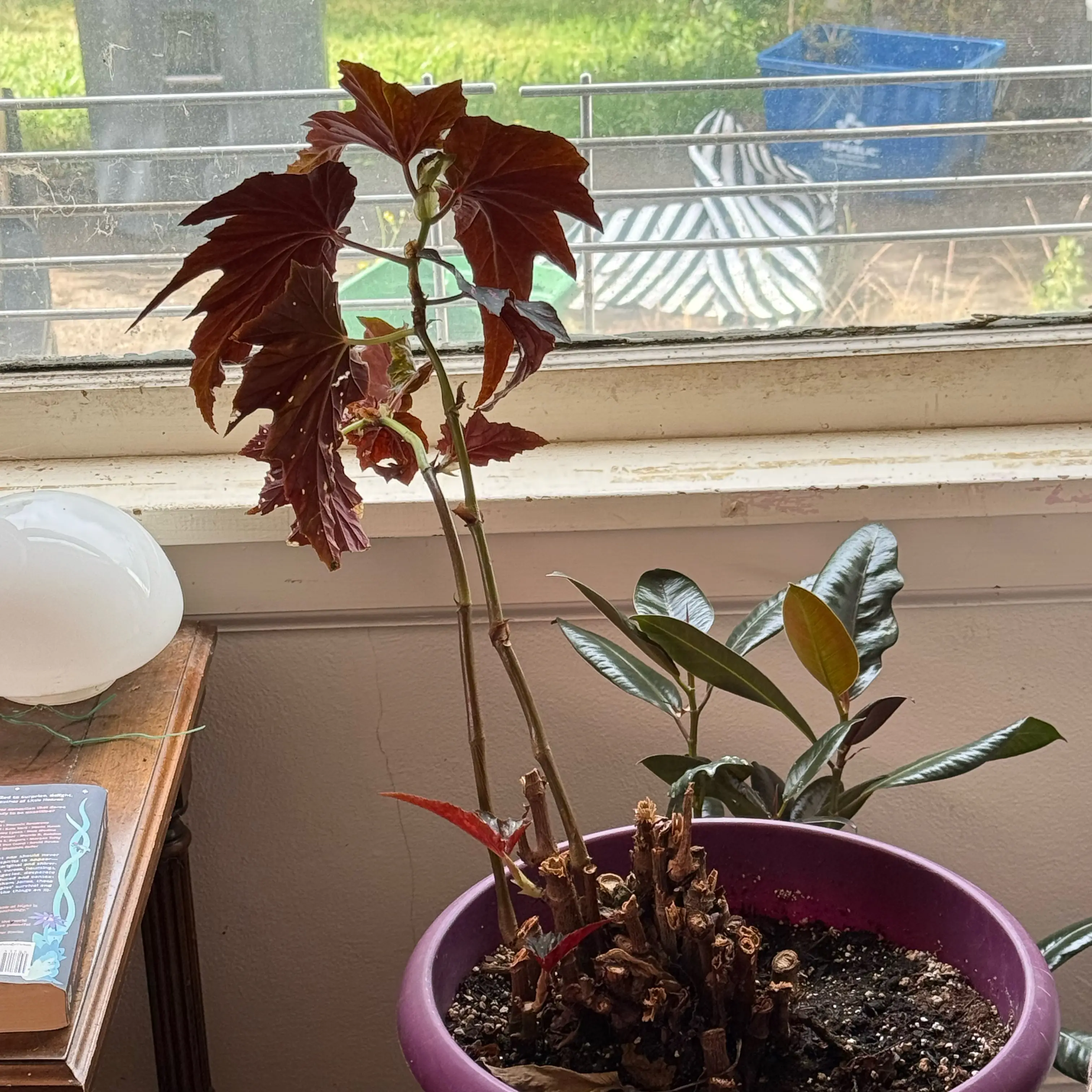 Polka Dot Begonia plant photo by @Mcgriddlepants named Begonia:: ChloroPhil on Greg, the plant care app.