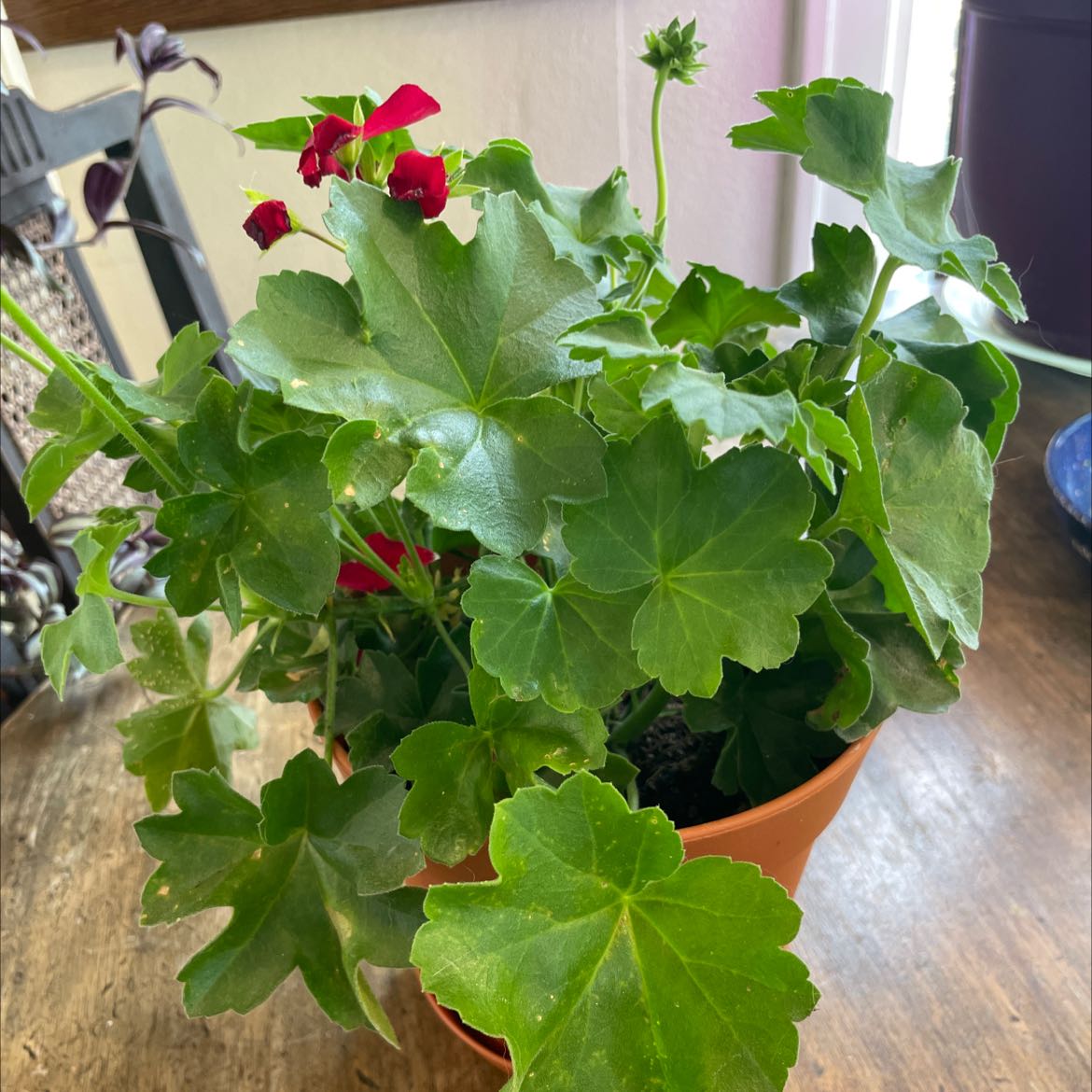 What Temperature Should My Ivy Geranium Be Kept At?