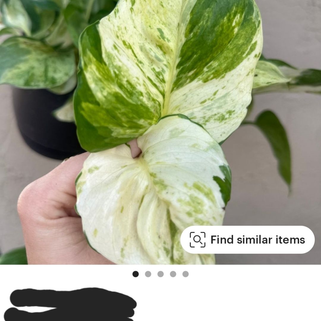 Photo of the plant species Harlequin Pothos by @BriskGutweed named Foxxy on Greg, the plant care app