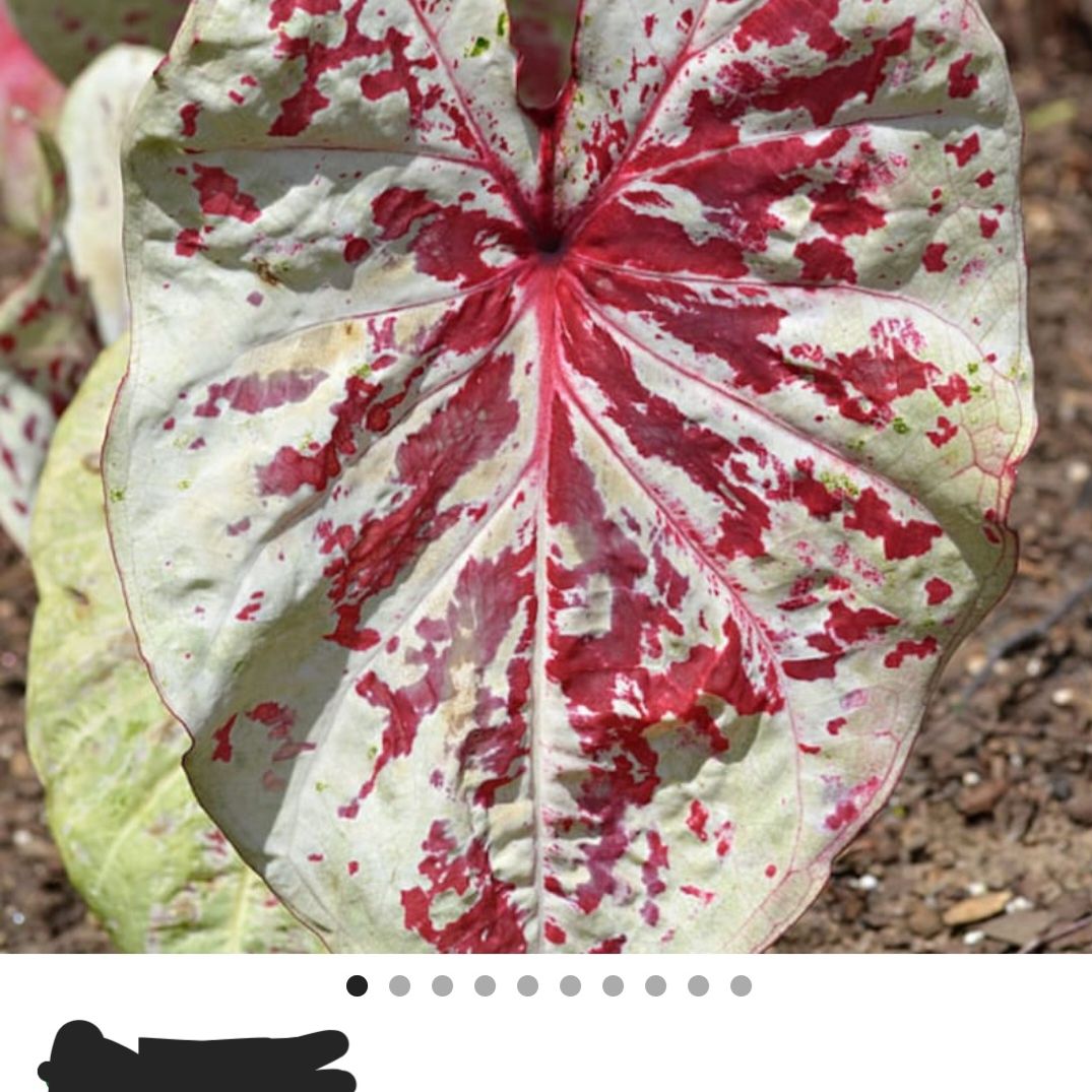 Photo of the plant species Caladium 'Raspberry Moon' by @BriskGutweed named Sonora on Greg, the plant care app