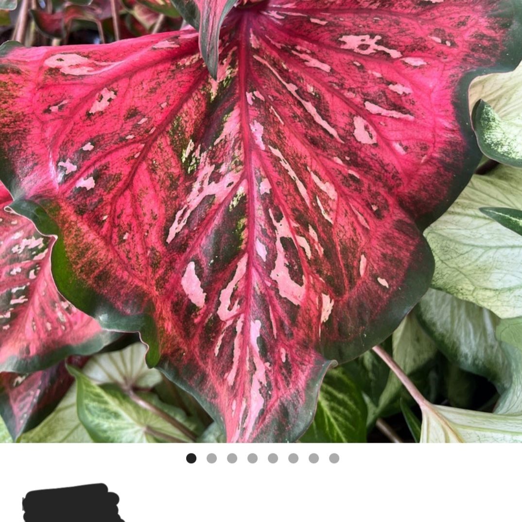 Photo of the plant species Pink Panther Caladium by @BriskGutweed named Forrest on Greg, the plant care app