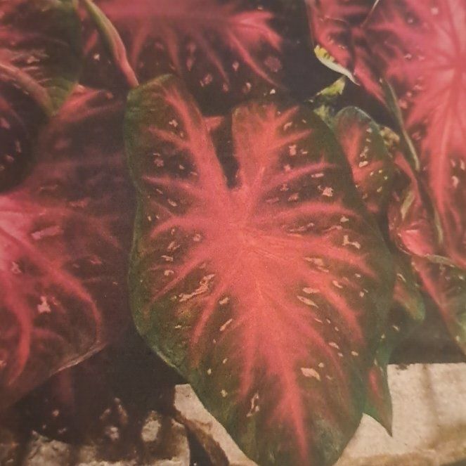 Photo of the plant species Red Flash Angel Wings by @BriskGutweed named Dax on Greg, the plant care app