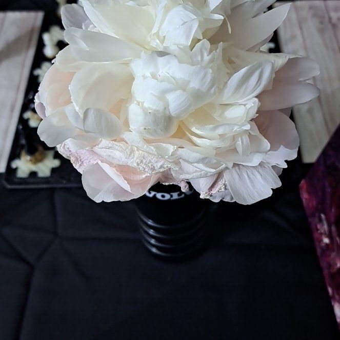 Photo of the plant species Sarah Bernhardt Peony by @BriskGutweed named Apollo on Greg, the plant care app