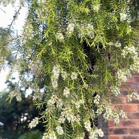 Photo of the plant species Tree Heath by @RochelleH named McKinley on Greg, the plant care app