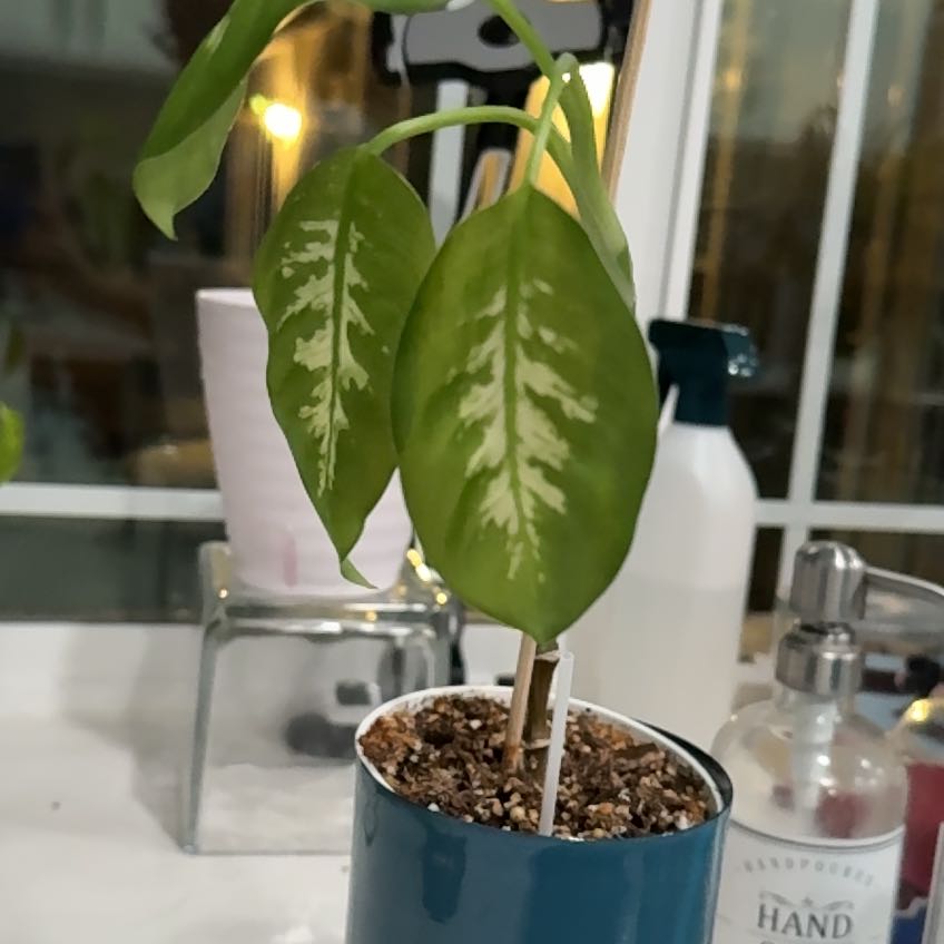 Photo of the plant species Dumb Cane by @PoliteCapealoe named Lavender on Greg, the plant care app
