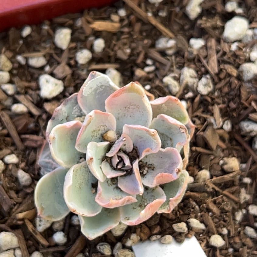 Photo of the plant species De Smelt Echeveria by @HoorayCineraria named Gregarious on Greg, the plant care app