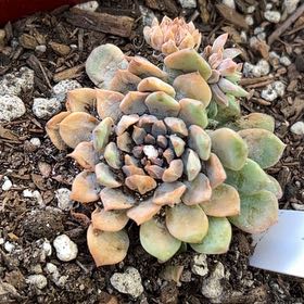 Photo of the plant species Echeveria Chrissy n Ryan by @HoorayCineraria named Sahara on Greg, the plant care app