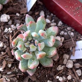 Photo of the plant species Blue Apple by @HoorayCineraria named Luna on Greg, the plant care app