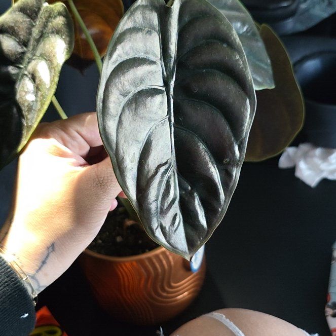 Photo of the plant species Alocasia Red Secret Variegated by @FabulousTutsan named Duke on Greg, the plant care app