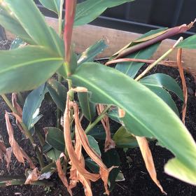Photo of the plant species Native Ginger by @YummyGreenash named Homer on Greg, the plant care app