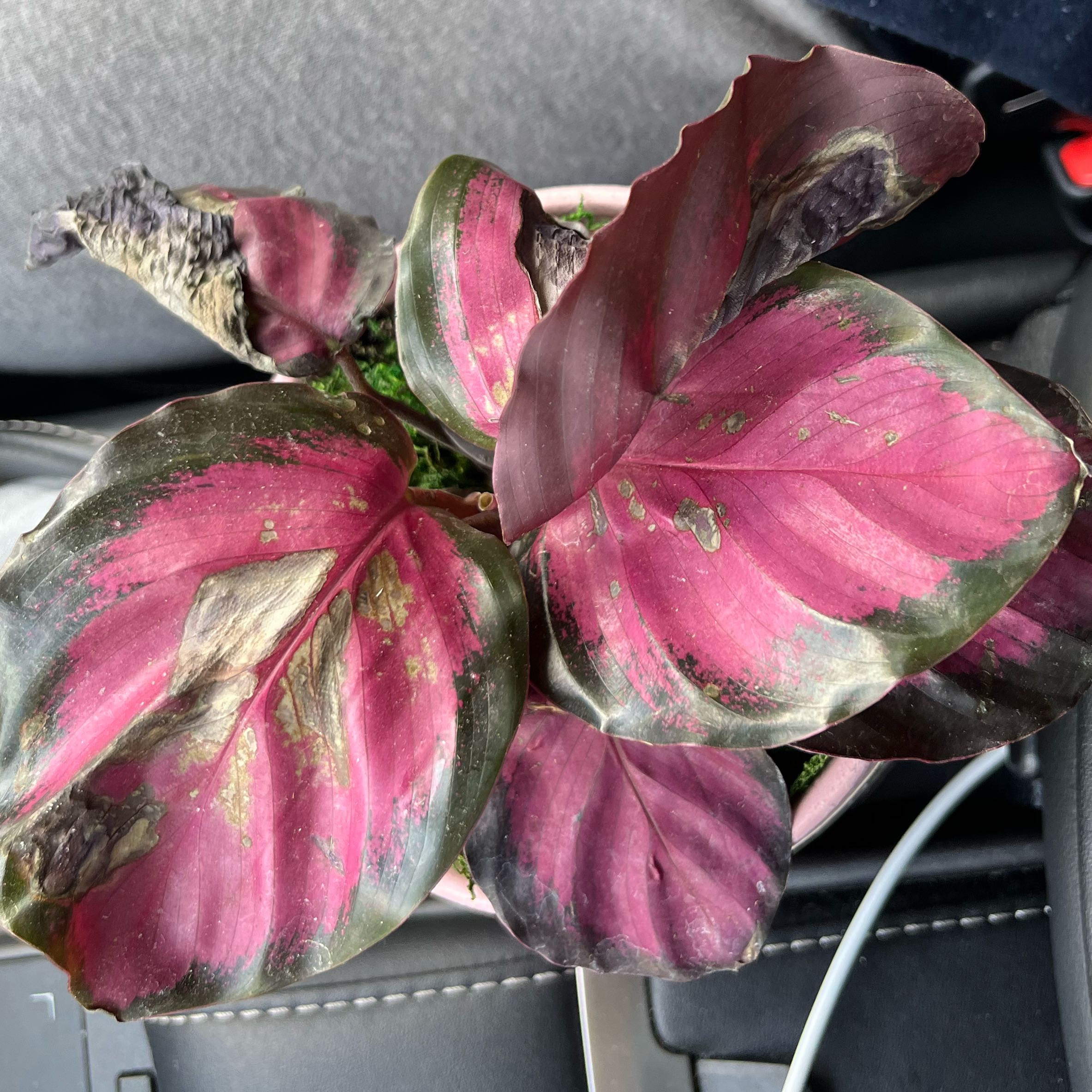 Calathea Rosy plant with pink and green leaves, showing browning and black spots.