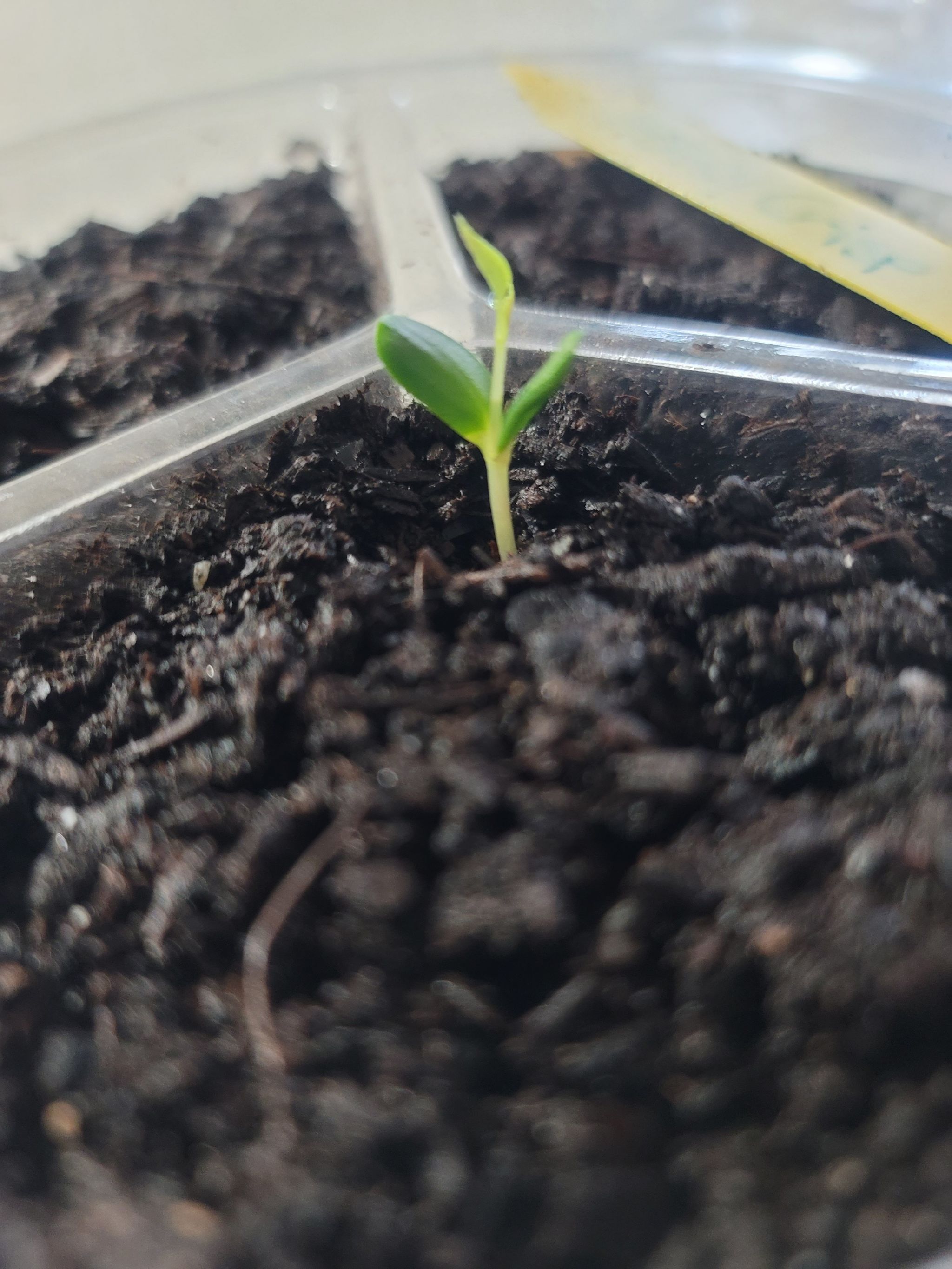 Photo of the plant species Suncrisp Apple by @ShiningDaisy named Johnny Appleseed on Greg, the plant care app