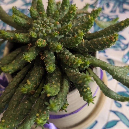 Photo of the plant species Medusa's Head by @LegitMoonglow named Stella on Greg, the plant care app