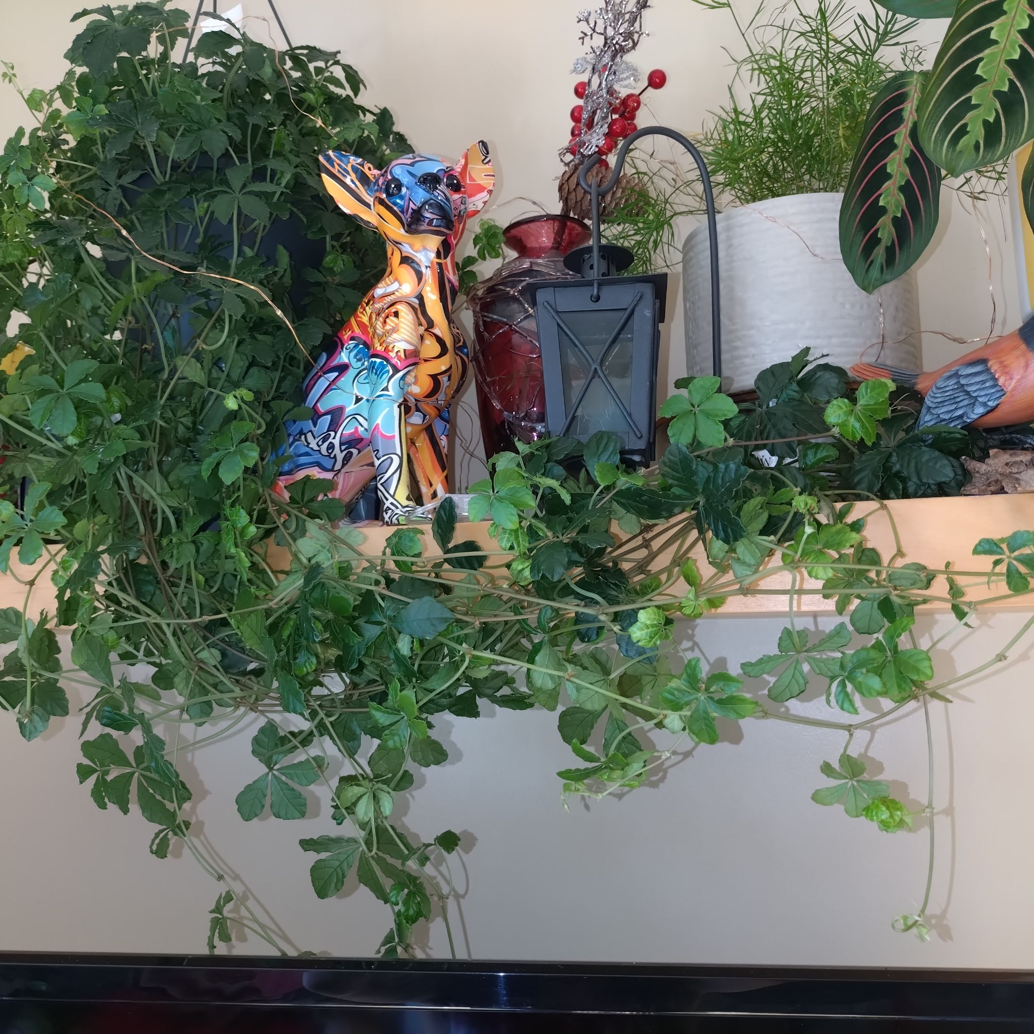Photo of the plant species Cissus striata by @LiterateIvy named Rosa on Greg, the plant care app
