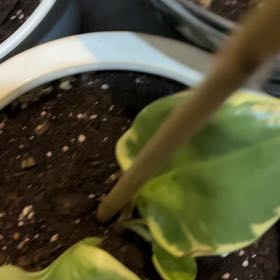 Photo of the plant species variegated teardrop by @FreeMudpuppy named Mollie on Greg, the plant care app