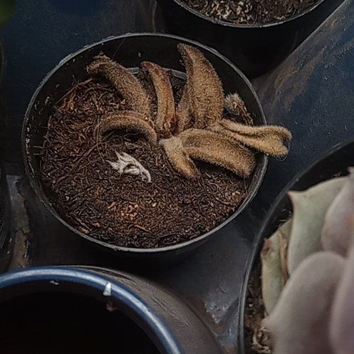 Photo of the plant species Chocolate Soldier by @TenderSeaspurge named Plato on Greg, the plant care app
