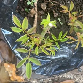 Photo of the plant species European Red Elderberry by @SouthPacific named Zion on Greg, the plant care app